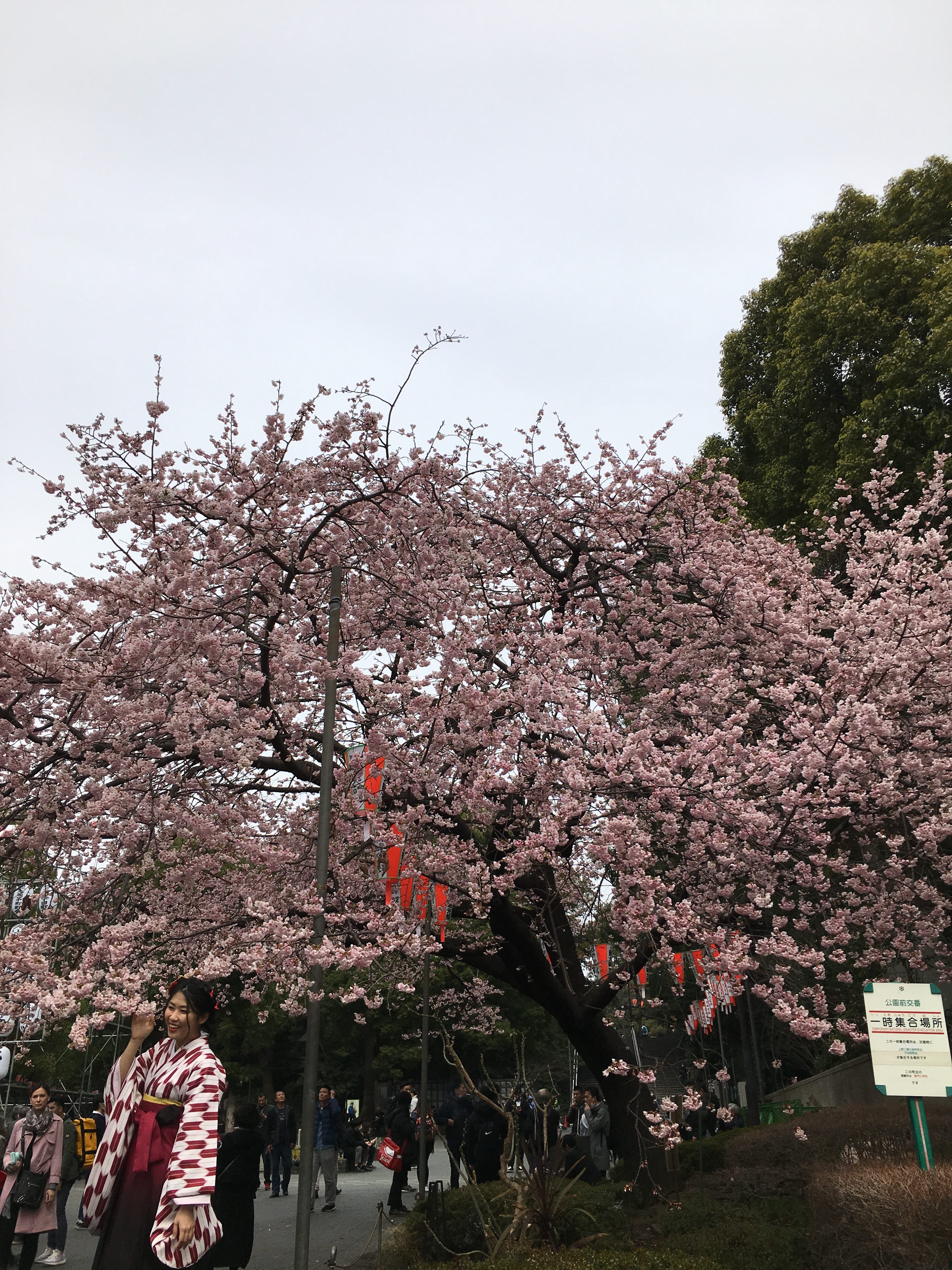 早春、茶葉は時を待ち静かに眠る