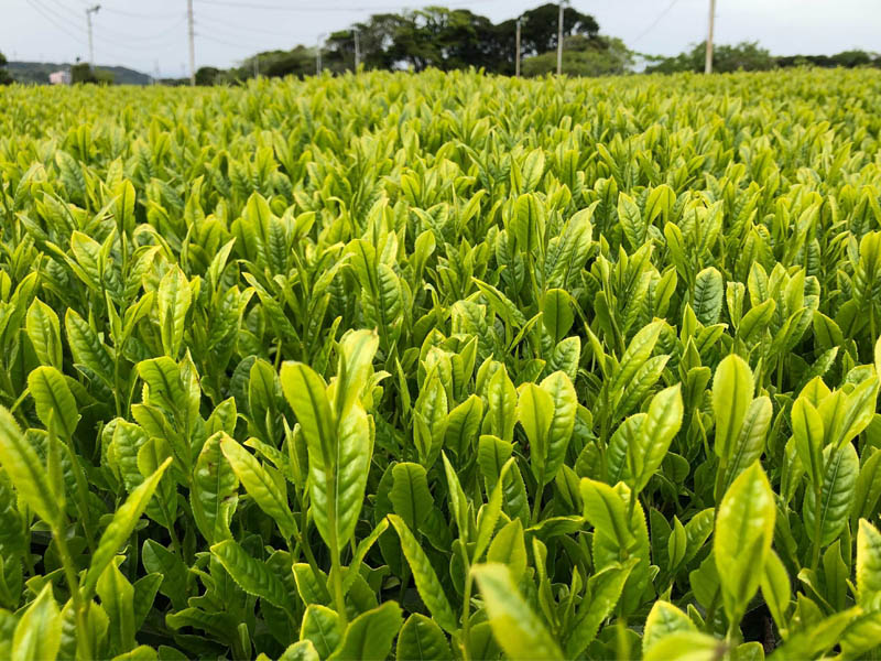 「新茶入荷状況」と「完売」のご案内